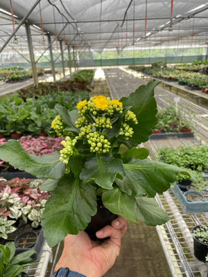 Kalanchoe 'Yellow'