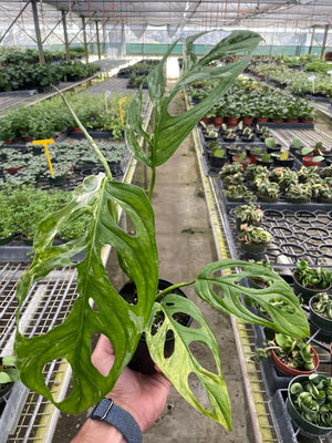 Open image in slideshow, Monstera Adansonii &#39;Swiss Cheese Variegated&#39;
