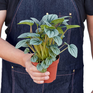 Open image in slideshow, Peperomia Frost Housplant in 4&quot; or 6&quot; Pot.  Ivy or Silver Leaf Peperomia
