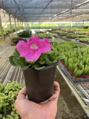 Open image in slideshow, Petunia
