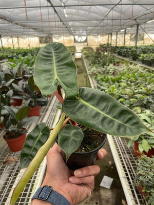 Open image in slideshow, Philodendron &#39;Billietiae&#39;
