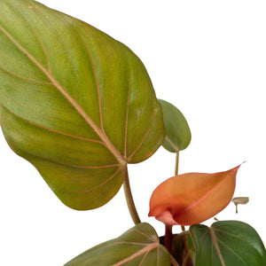 Philodendron 'Summer Glory'