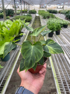 Open image in slideshow, Philodendron &#39;Verrucosum&#39;
