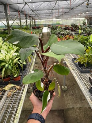 Open image in slideshow, Philodendron &#39;White Knight&#39;
