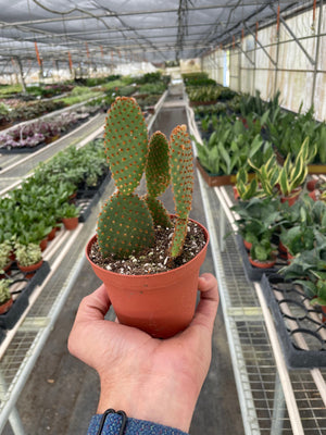 Open image in slideshow, Opuntia &#39;Microdasys&#39; (Bunny Ear Cactus)
