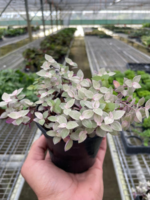 Open image in slideshow, Tradescantia Callisia &#39;Pink Panther&#39;
