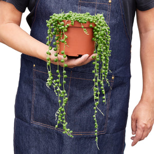 Succulent String of Pearls in 3", 4", or 6" Pot Senecio rowleyanus Popular Houseplant