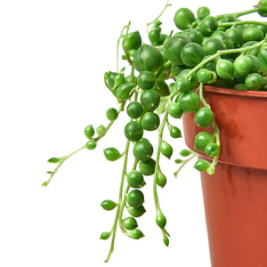 Succulent String of Pearls in 3", 4", or 6" Pot Senecio rowleyanus Popular Houseplant