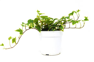 Open image in slideshow, English Ivy &#39;Eva&#39;
