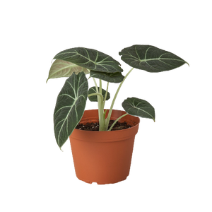 Open image in slideshow, Alocasia Reginula &#39;Black Velvet&#39;
