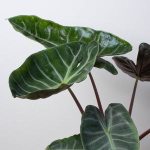 Open image in slideshow, Alocasia &#39;Ebony&#39;
