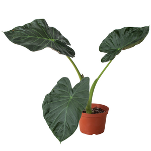 Open image in slideshow, Alocasia &#39;Regal Shields&#39;
