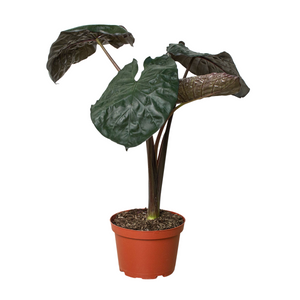 Open image in slideshow, Alocasia &#39;Serendipity&#39;
