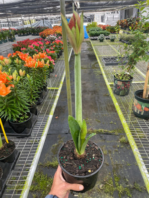 Amaryllis 'Red/White'