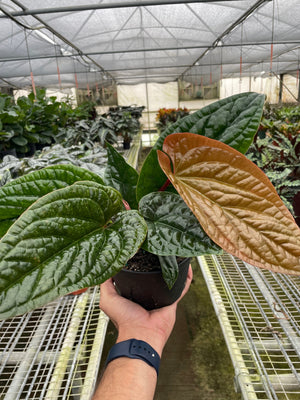 Open image in slideshow, Anthurium &#39;Radicans x Luxurians&#39;
