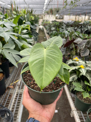 Open image in slideshow, Anthurium &#39;Veitchii&#39;
