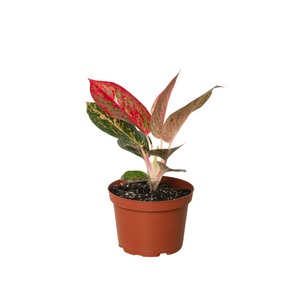 Open image in slideshow, Chinese Evergreen &#39;Starburst&#39;
