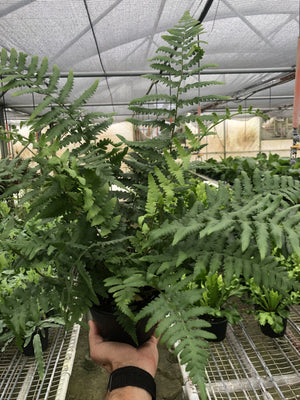 Southern Shield Fern House Plant in 6" Pot, River, Maiden, Widespread Maiden