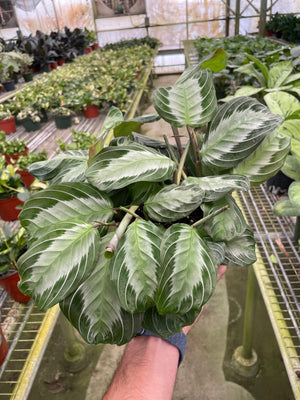 Open image in slideshow, Maranta &#39;Silver Band&#39;
