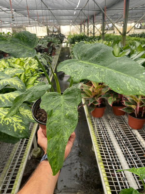 Open image in slideshow, Philodendron &#39;Golden Dragon&#39;
