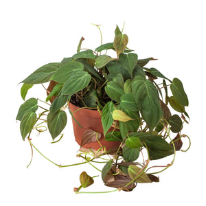 Philodendron 'Velvet'