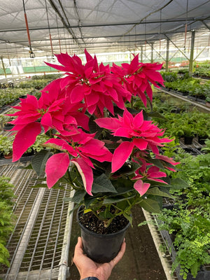 Open image in slideshow, Poinsettia &#39;Luv U Pink&#39;
