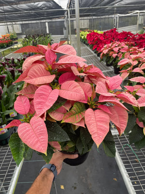 Poinsettia 'Pink'