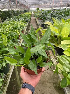 Pothos Skeleton Key House Plant in 4" or 6" Pot