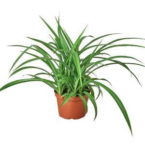 Open image in slideshow, Spider Plant &#39;Green&#39;
