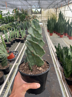 Open image in slideshow, Cereus forbesii &#39;Spiralis&#39;
