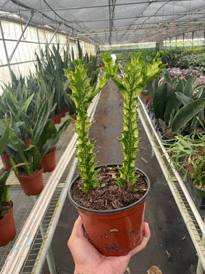 Open image in slideshow, Euphorbia &#39;Mint Cream&#39;
