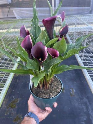 Open image in slideshow, Calla Lily Colorful House Plant (Purple, White or Pink) in 4&quot; or  6&quot; Pot
