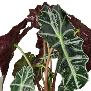 Open image in slideshow, Alocasia Polly &#39;African Mask&#39;
