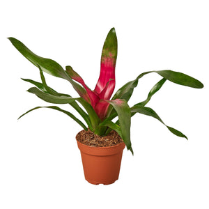 Open image in slideshow, Bromeliad &#39;Donna&#39;
