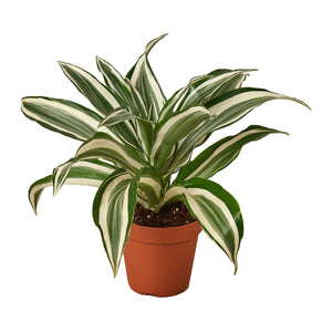 Open image in slideshow, Dracaena &#39;Warneckii White Jewel&#39;
