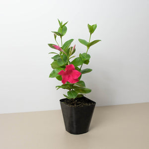 Open image in slideshow, Dipladenia Premier Hot Pink
