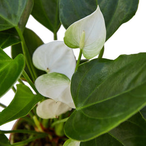 Open image in slideshow, Anthurium &#39;White&#39;
