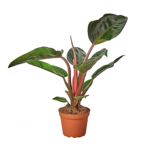 Philodendron 'Congo Rojo'