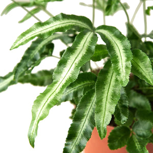 Pteris Cretica 'Albo Fern'