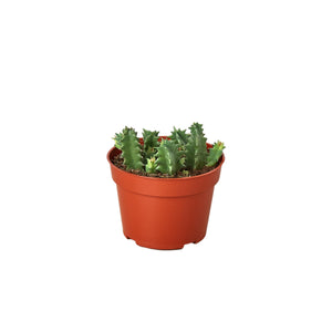 Open image in slideshow, Lifesaver Cactus
