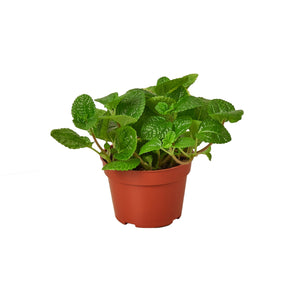 Open image in slideshow, Pilea &#39;Creeping Charlie&#39;
