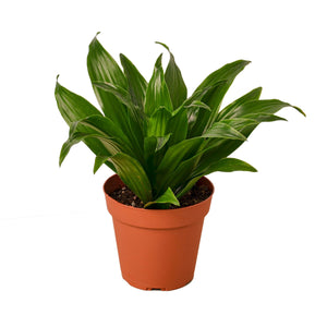 Dracaena 'Janet Craig' Dragon Tree House Plant in 3", 4" or 6" Pot