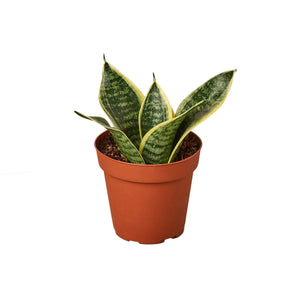 Open image in slideshow, Snake Plant Laurentii Dwarf
