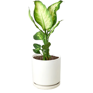 Dieffenbachia Camille