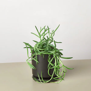 Senecio Succulent 'Fish Hooks'