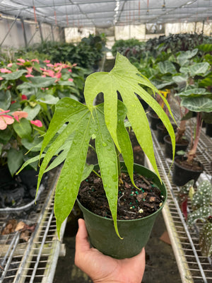 Open image in slideshow, Anthurium Fingers
