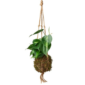 Open image in slideshow, Kokedama Moss Ball Hanging Plant
