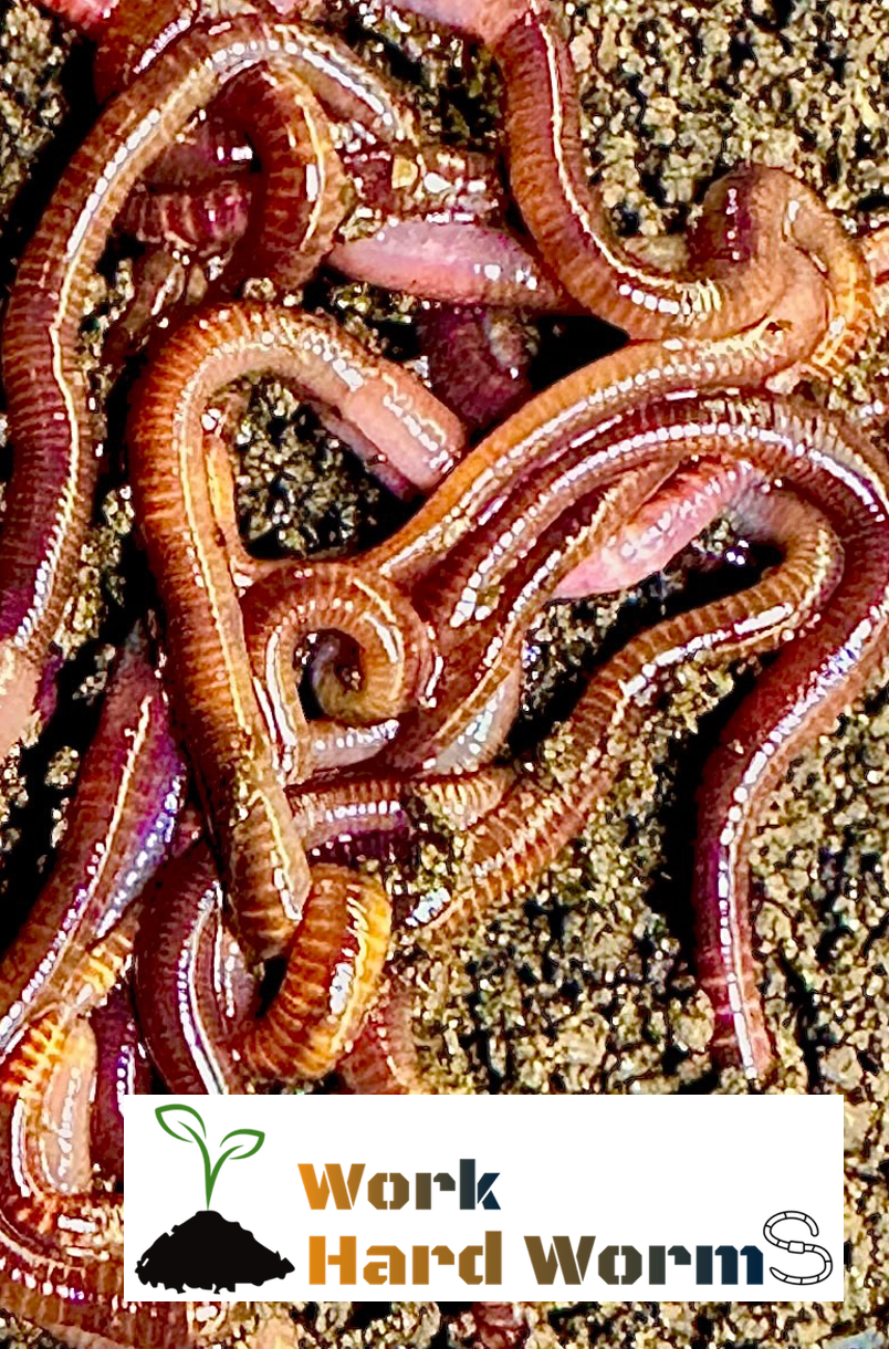 Red Wiggler Live Worms, Bait Cup/Bag 30 to 2000 CT, Composting, Feedin –  Work Hard Worms