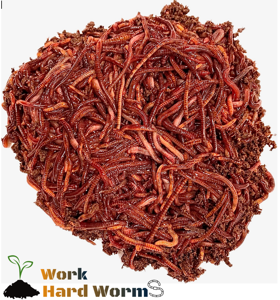Red Wiggler Live Worms, Bait Cup/Bag 30 to 2000 CT, Composting, Feedin ...