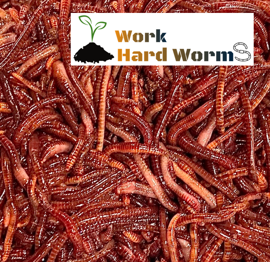 1000 Count (1 lb) Red Wiggler Live Worms Composting, Feeding, Fishing Work Hard Worms